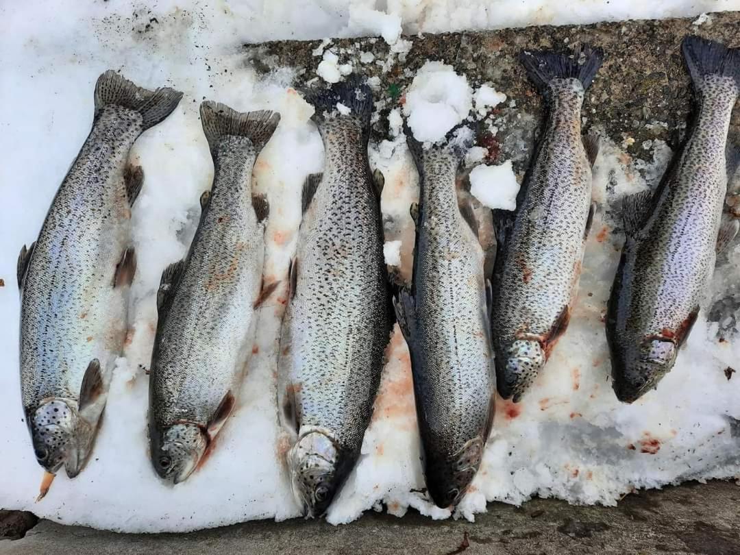 Poiana Bucovat Hotel Gura Humorului Exterior foto